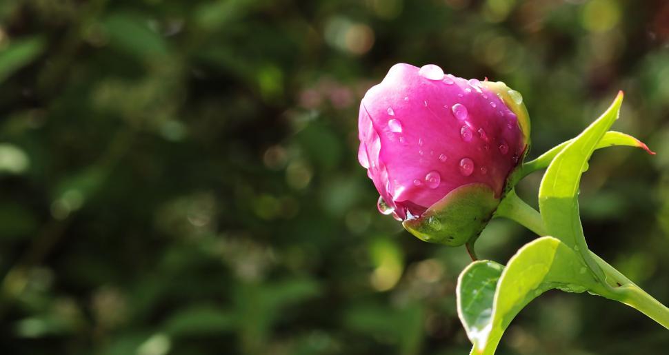 Free Image of Peony flower bud 