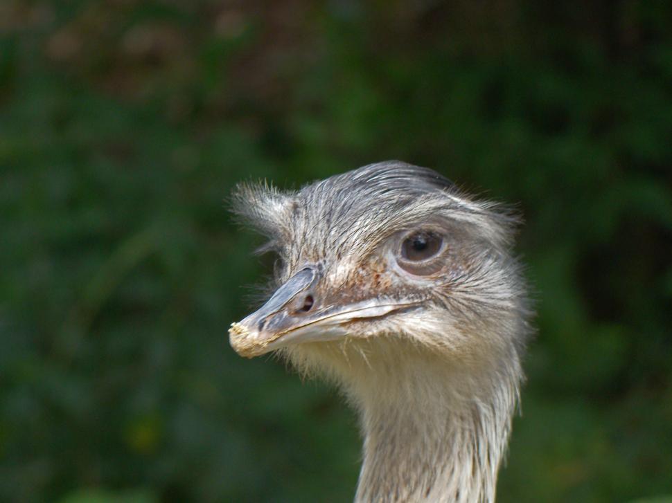 Free Image of Ostrich 
