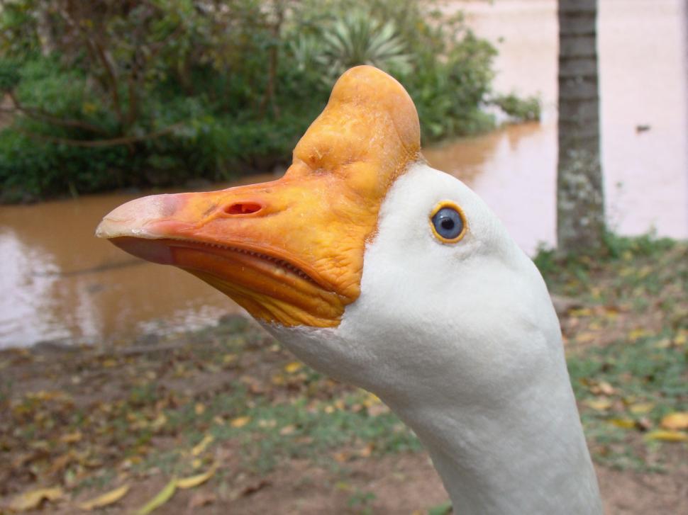 Free Image of Goose 
