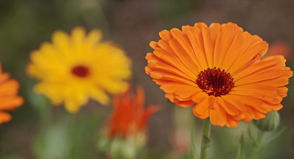 Free Image of Colorful Wildflowers  
