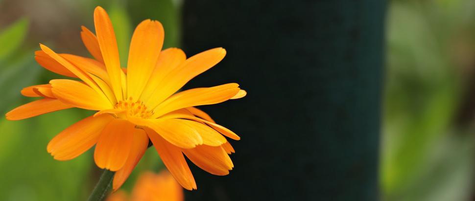Free Image of Orange Flower 