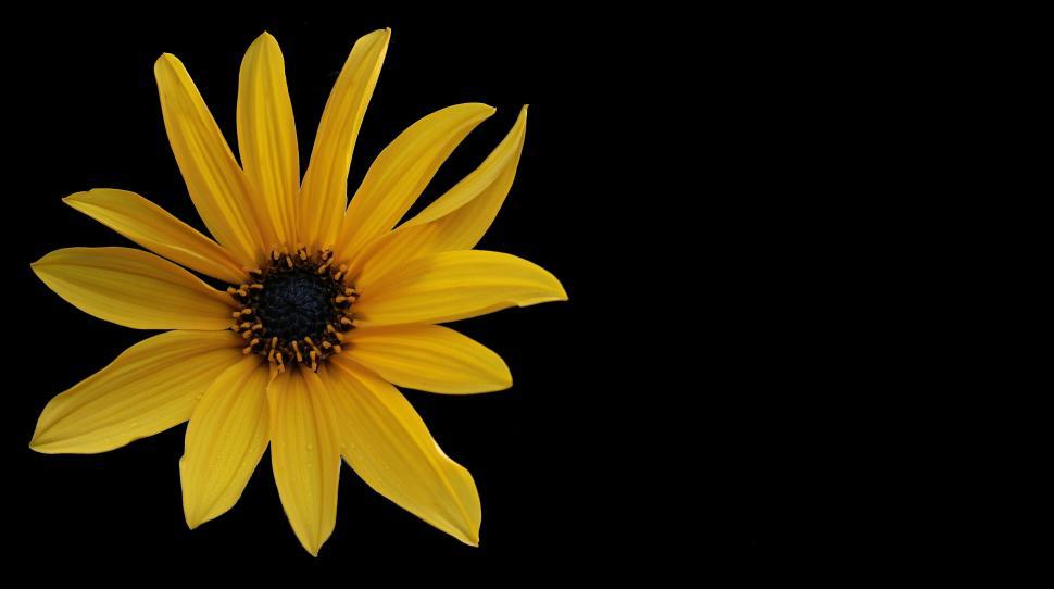 Free Image of Single Sunflower 