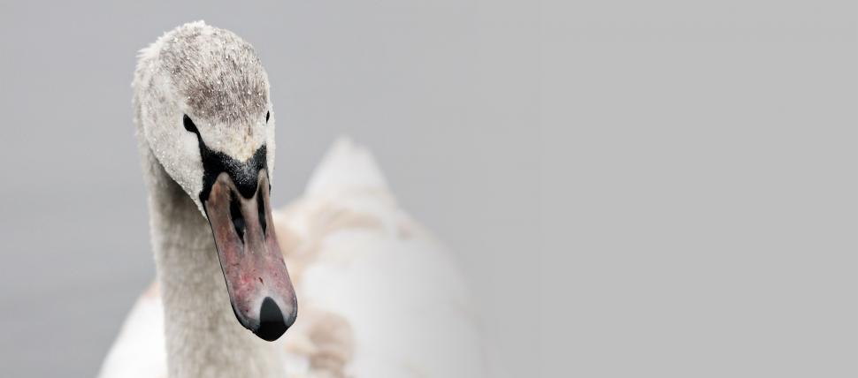 Free Image of Single Swan - Copy Space 