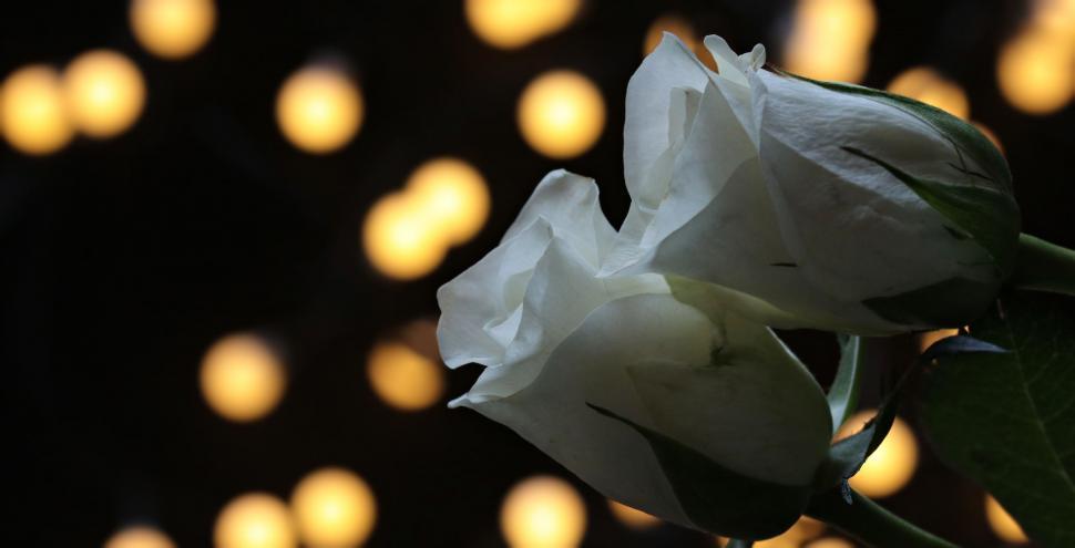 Free Image of White Roses 