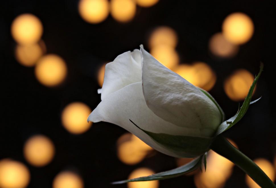 Free Image of Single White Flower 