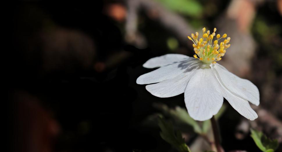 Free Image of Wood anemone flower 
