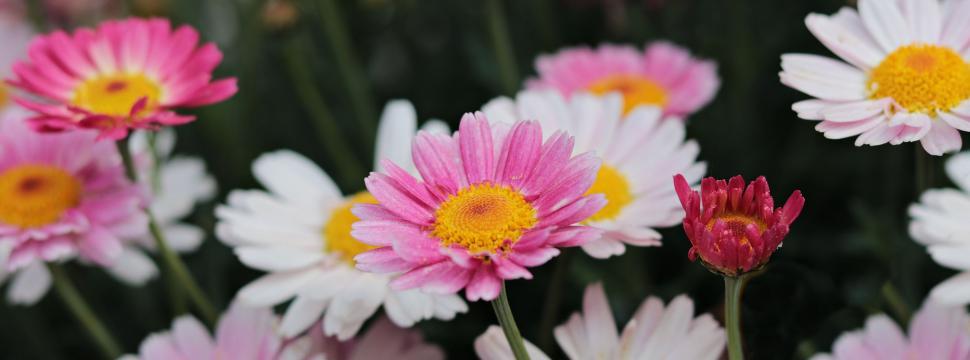Free Image of Colorful Daisy Flowers 