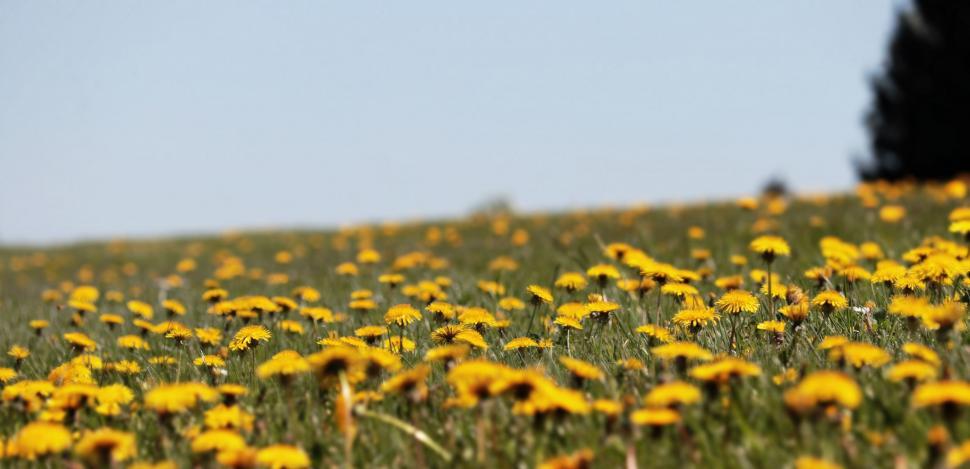 Free Image of Yellow Dandelions  