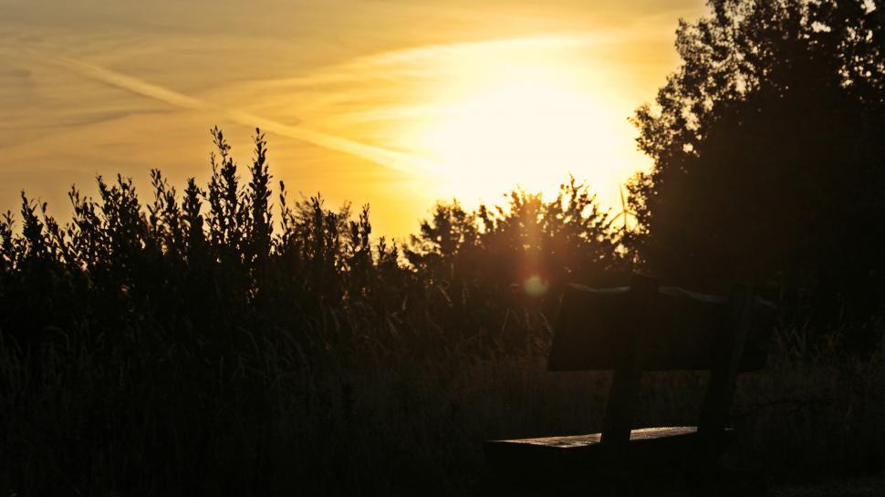 Free Image of Trees and Sunset  