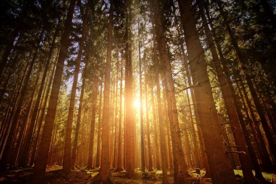 Free Image of Bautiful Forest in Autumn Season and Sunlight  