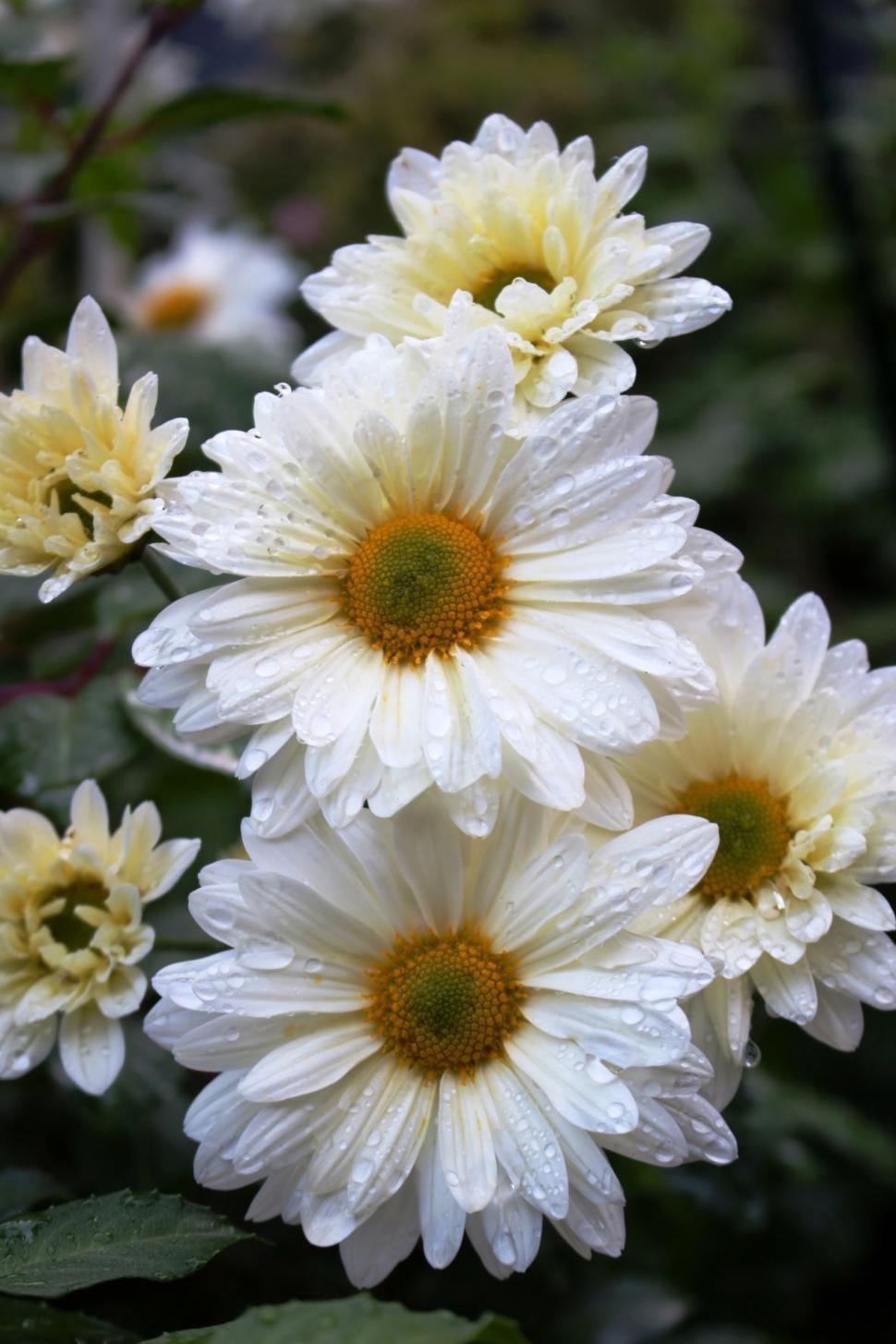 Free Image of Daisy Flowers  