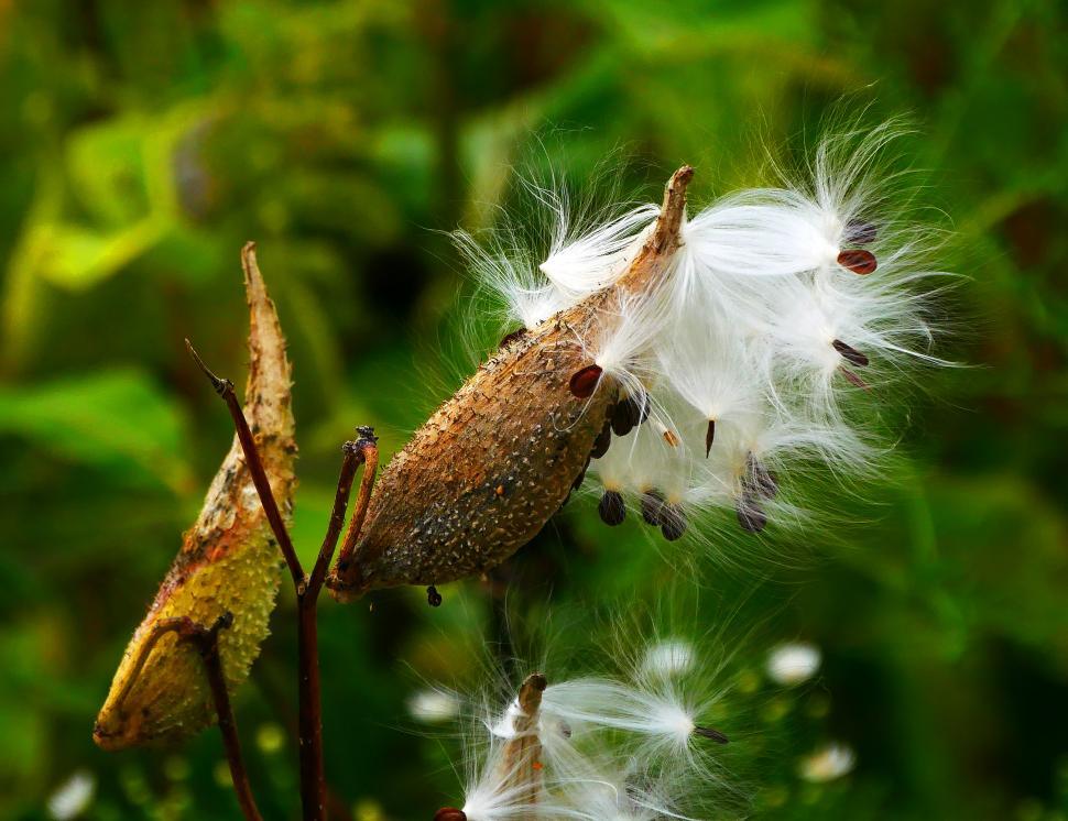 Free Image of Milkweed Seeds Leaving Seed Pods 