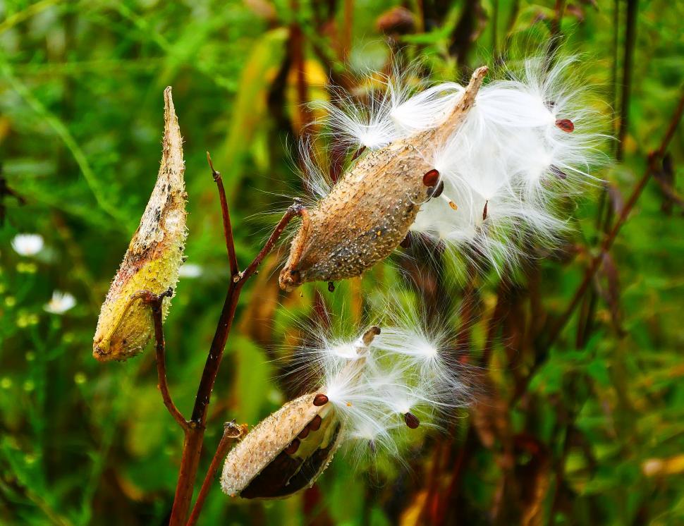 Free Image of Milkweed Seed Pods Opening to Release Seeds 