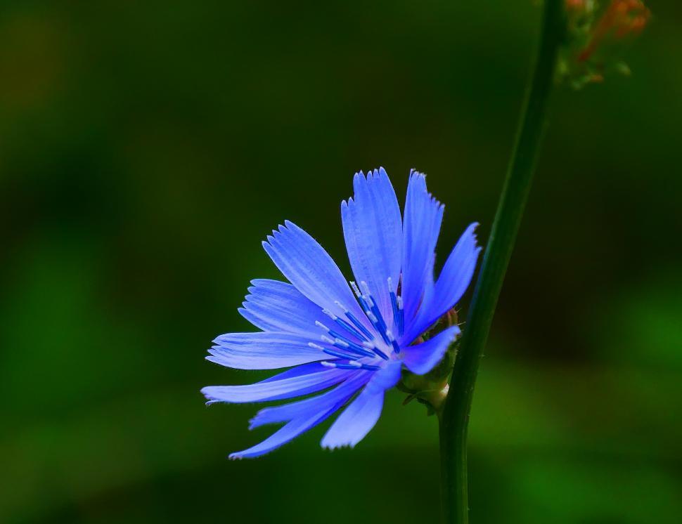 Free Image of Chicory Flower 