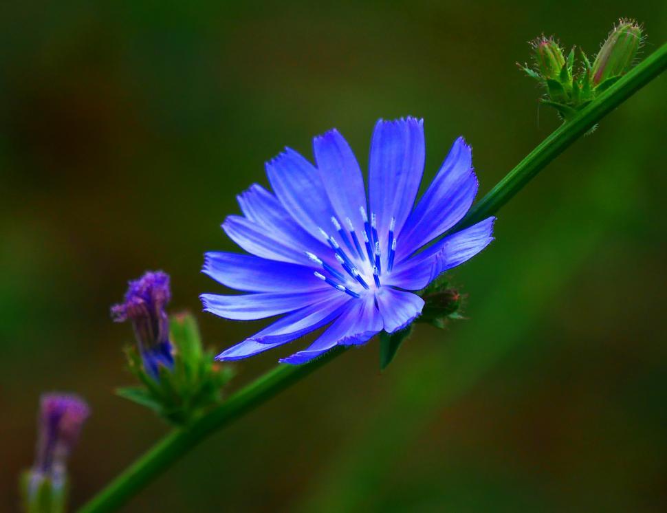 Free Image of Purple Chicory Flower Closeup 
