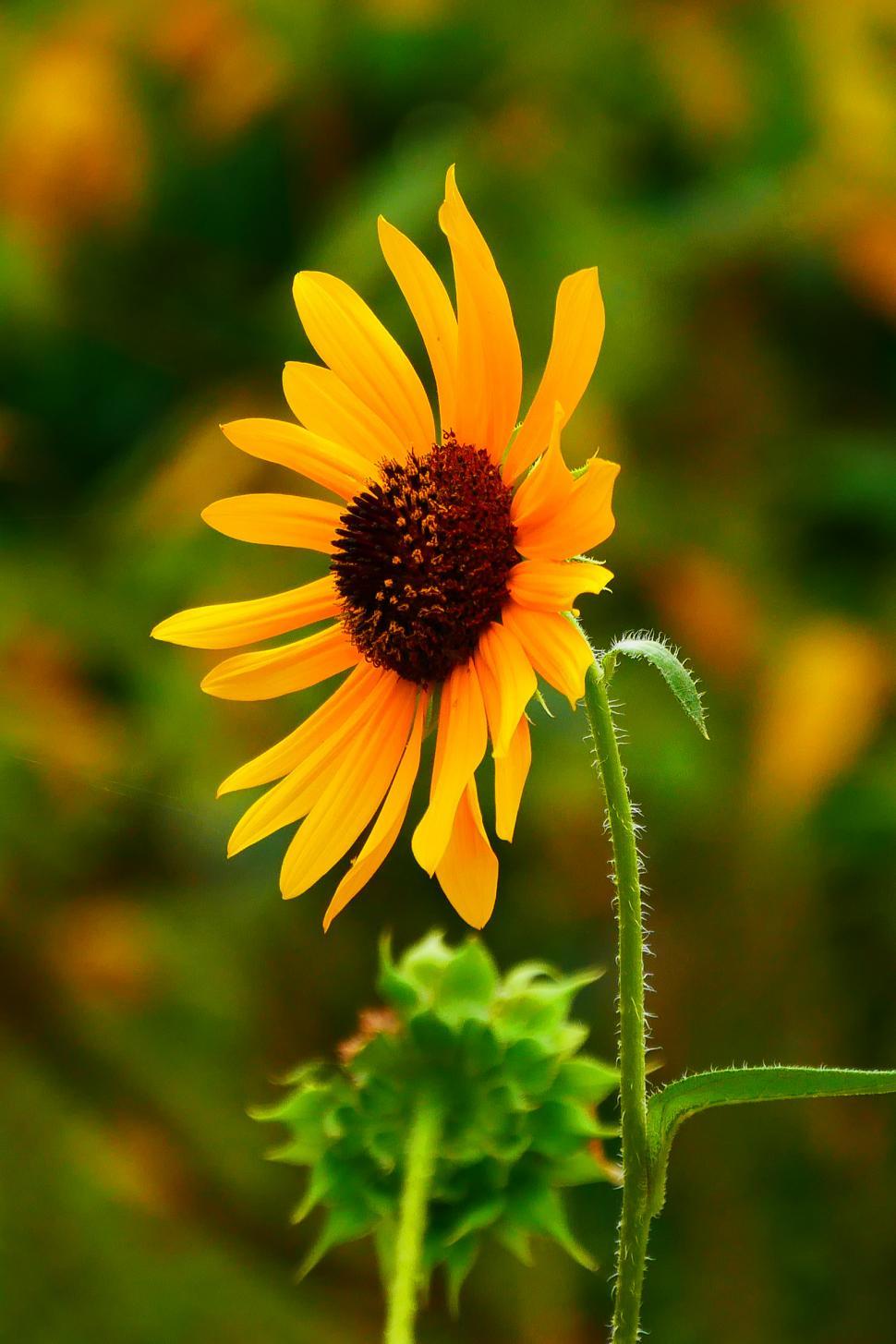 Free Image of Sunflower 