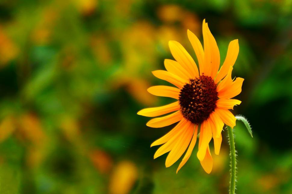 Free Image of Sunflower Yellow Flower 
