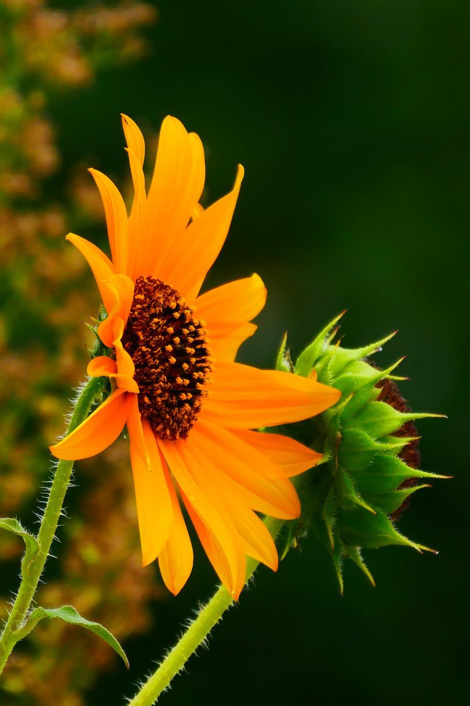 Free Image of Yellow Sunflower Flower Full Bloom 