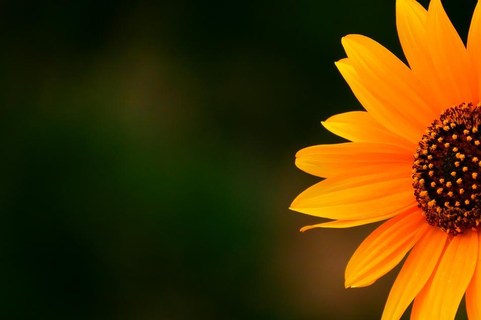 Free Image of Sunflower Yellow Flower Partial 