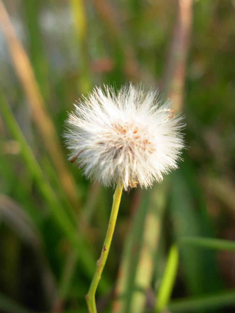 Free Image of Dandelion 