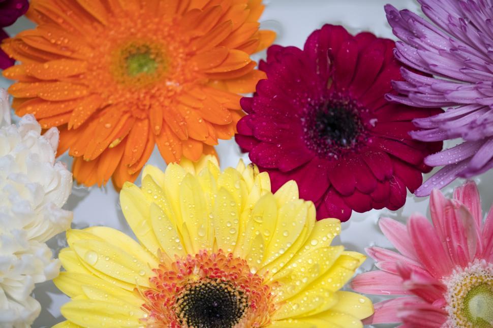 Free Image of Close up of daisy and chrysanthemum flowers 
