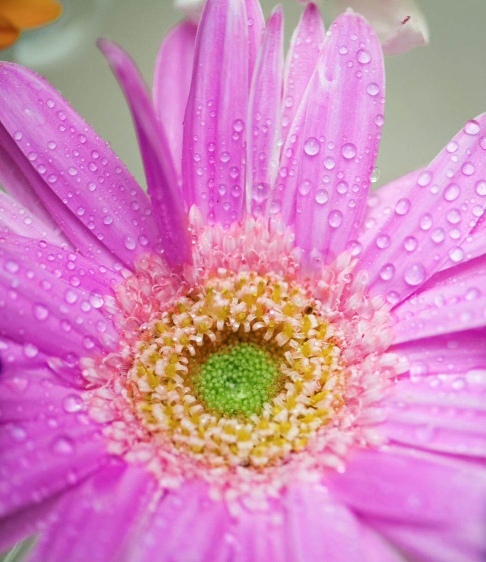Free Image of Close up of a pink daisy flower 