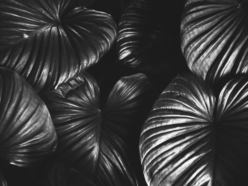 Free Image of Closeup of huge tropical plant leaves 