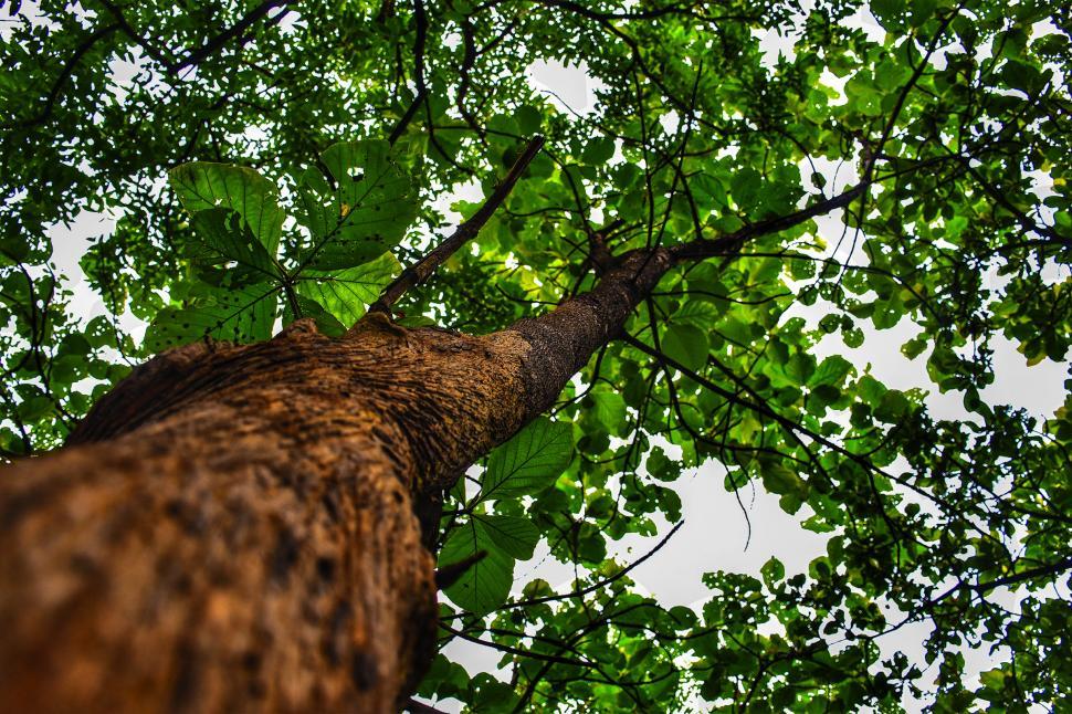 Free Image of Tree 