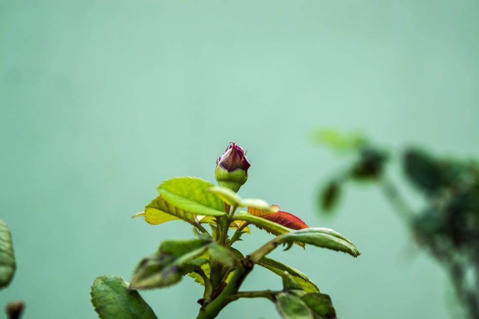 Free Image of Nature Love  