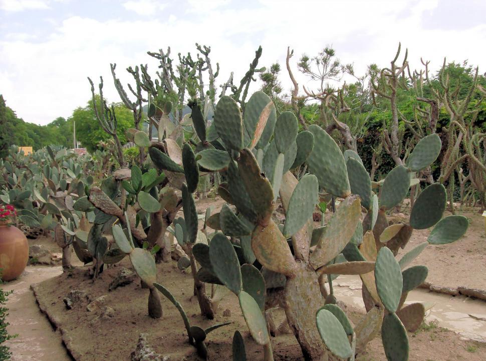 Free Image of Cactus garden 