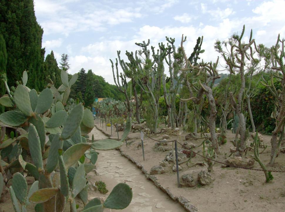 Free Image of Cactus garden 