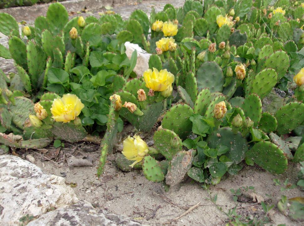 Free Image of Cactus garden 