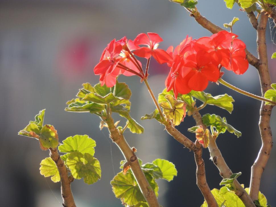 Free Image of Red Flower on Sunlight  