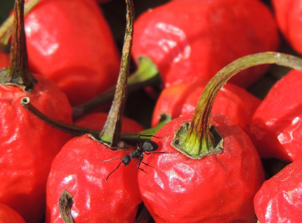 Free Image of Ant on Red Hot Chilly  