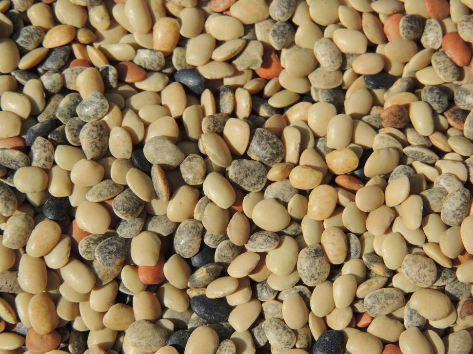 Free Image of Dry Lentils   