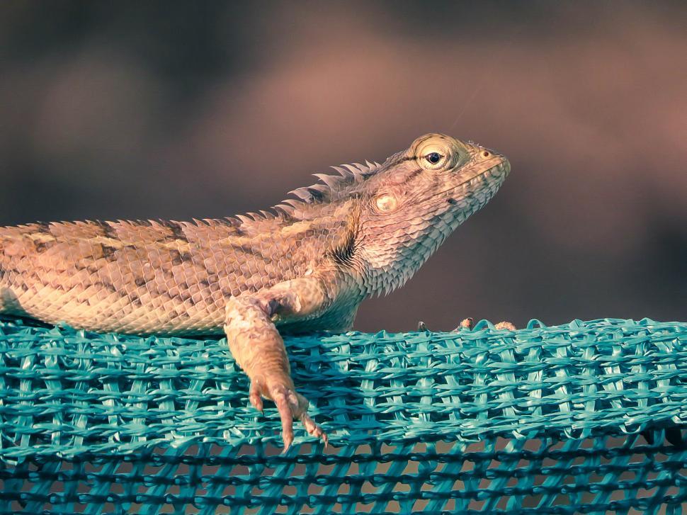 Free Image of Indian garden lizard, Chameleon  