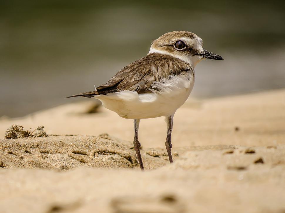 Free Image of Lesser Sandplover  