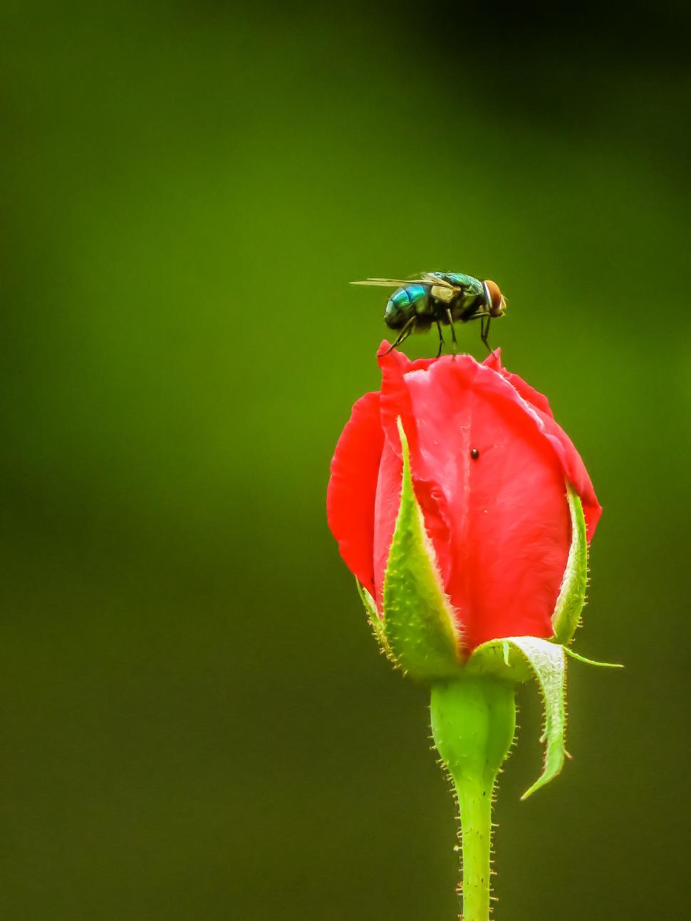 Free Image of Fly on the rose  