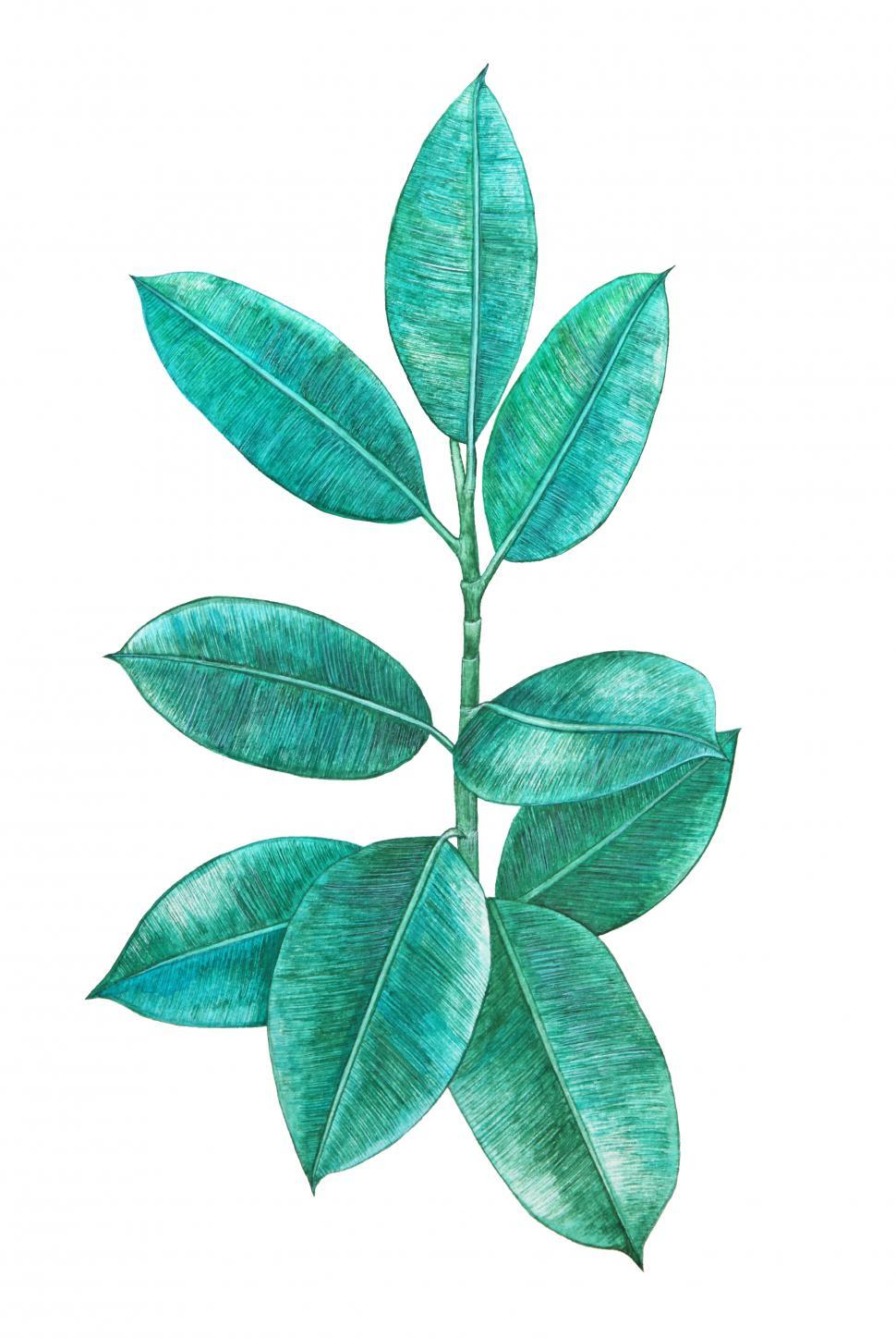 Free Image of Blue Leaves  