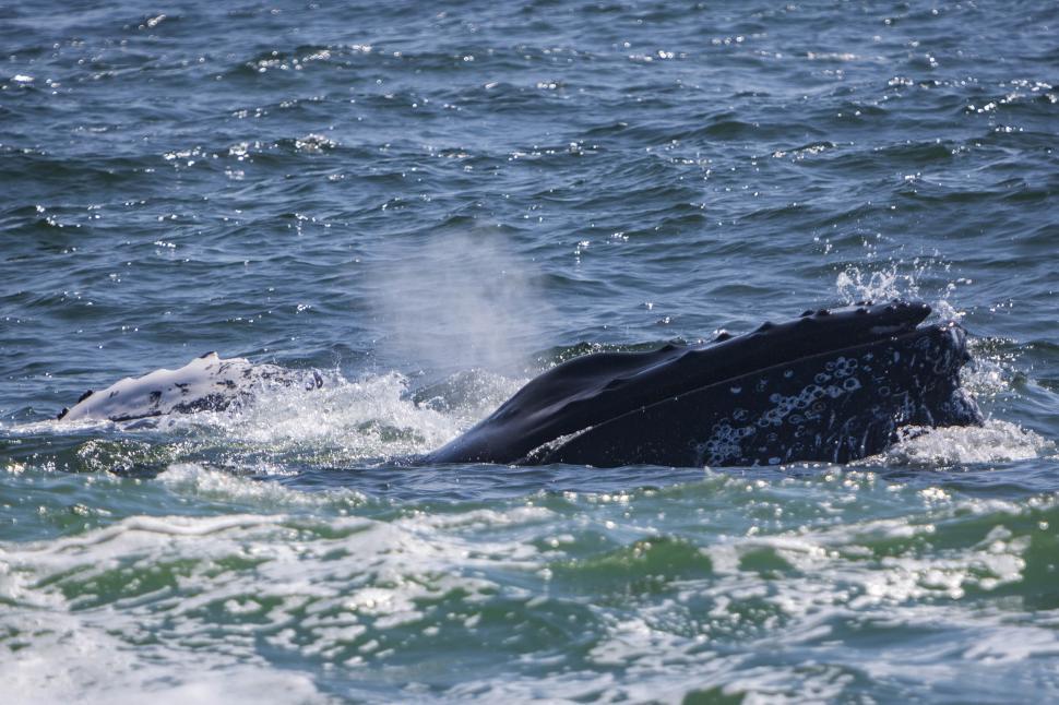 Free Image of Humpback Whale 