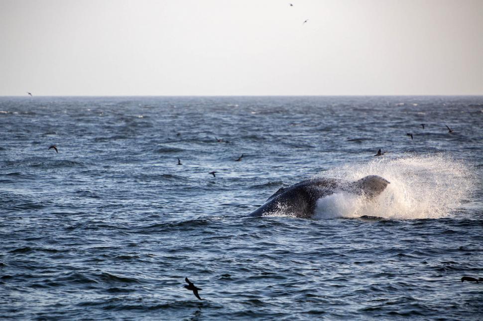 Free Image of Humpback whale tail 