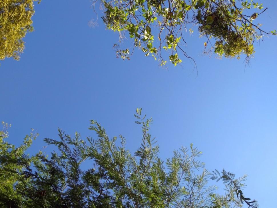 Free Image of Clear blue sky through branches of tropical trees  