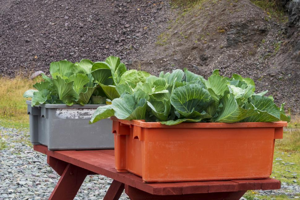 Free Image of Box planting bed 