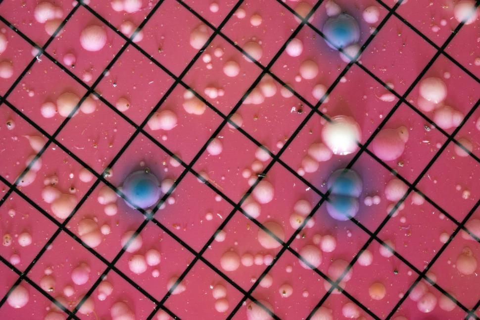 Free Image of Bacterial colonies 