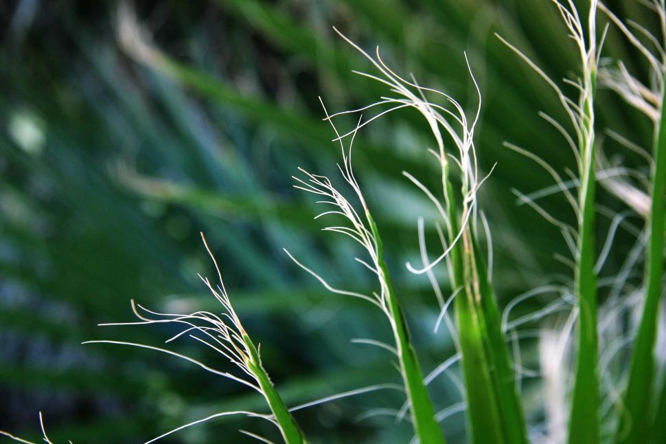 Free Image of Wispy end of palm fronds 