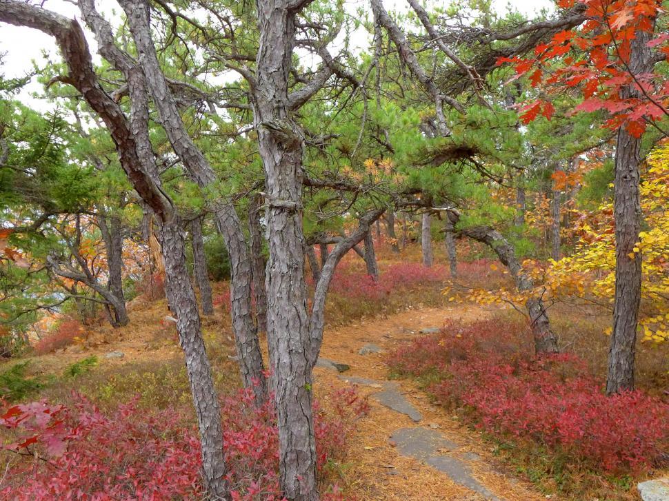 Free Image of Hiking Trail In Autumn 