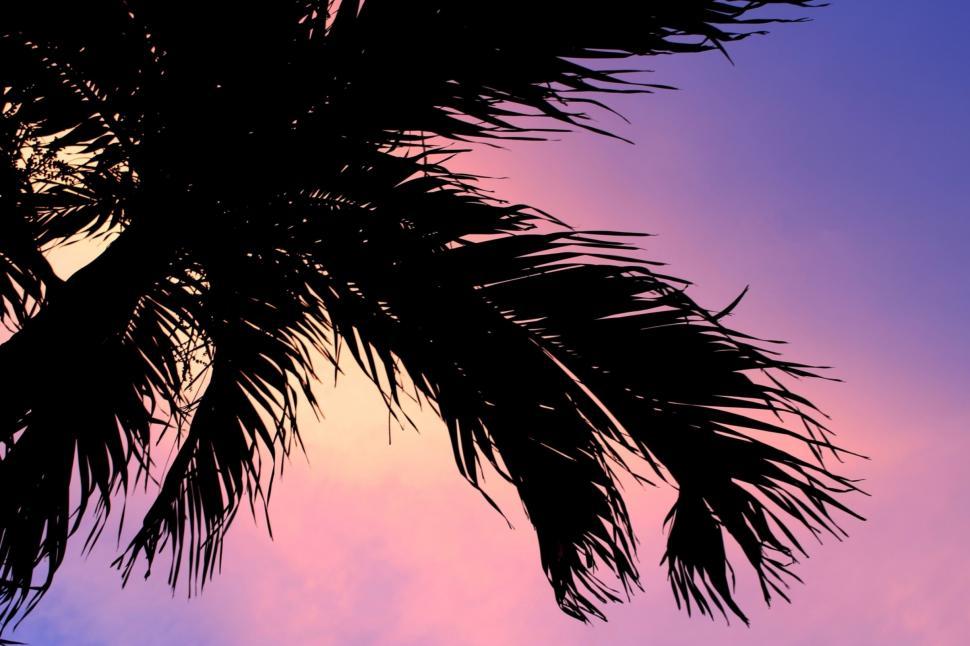 Free Image of Palm tree silhouette sunset background  