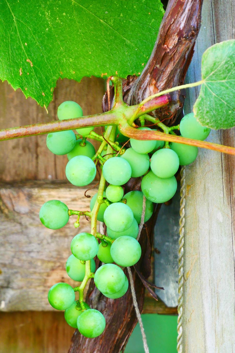 Free Image of Green Immature Concord Grapes 