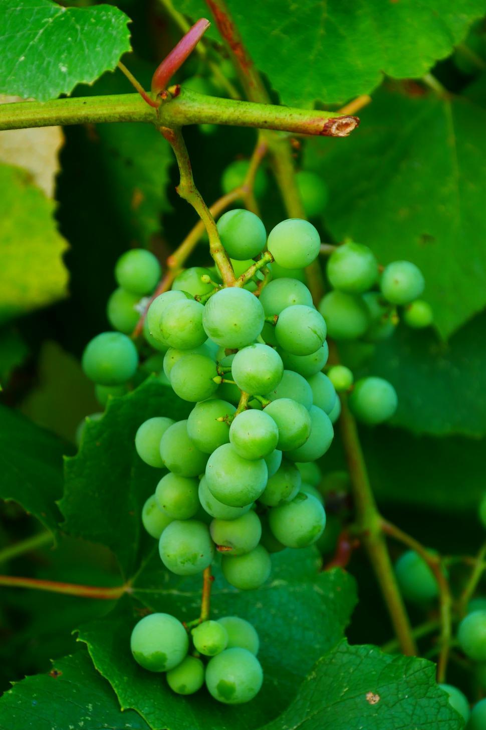 Free Image of Bunch Of Immature Grapes 