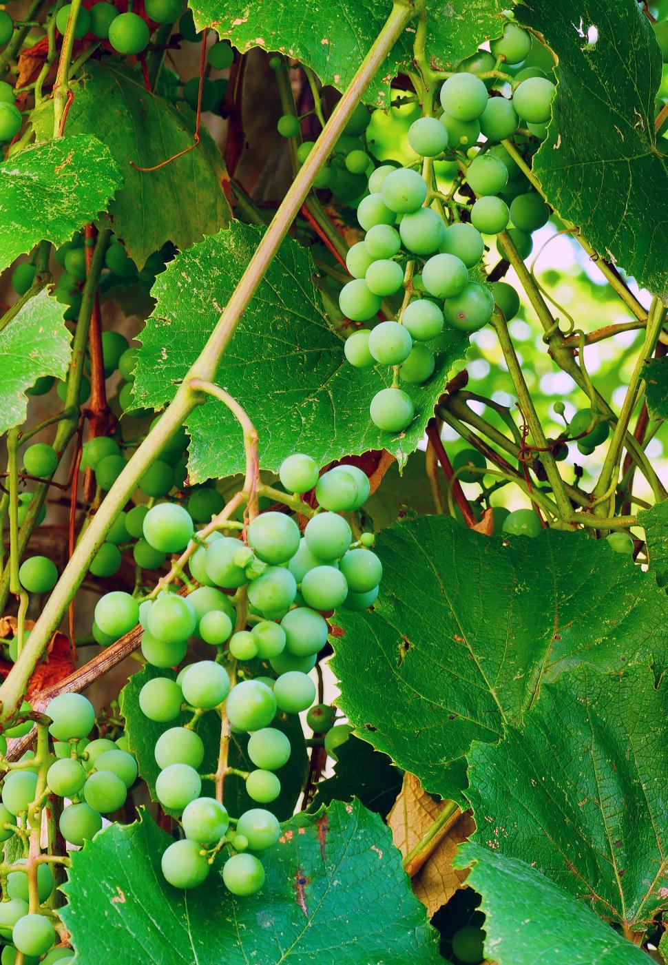 Free Image of Two Bunches of Green Young Concord Grapes 